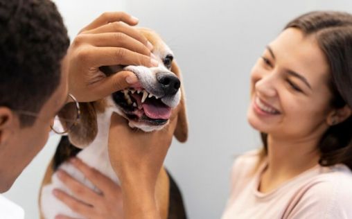 Cinco consejos para cuidar la salud dental de tu mascota en casa