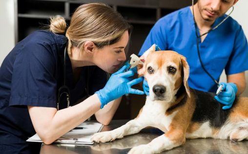 Nuevo récord para el empleo veterinario: la cifra total de afiliados asciende a 31.676 profesionales