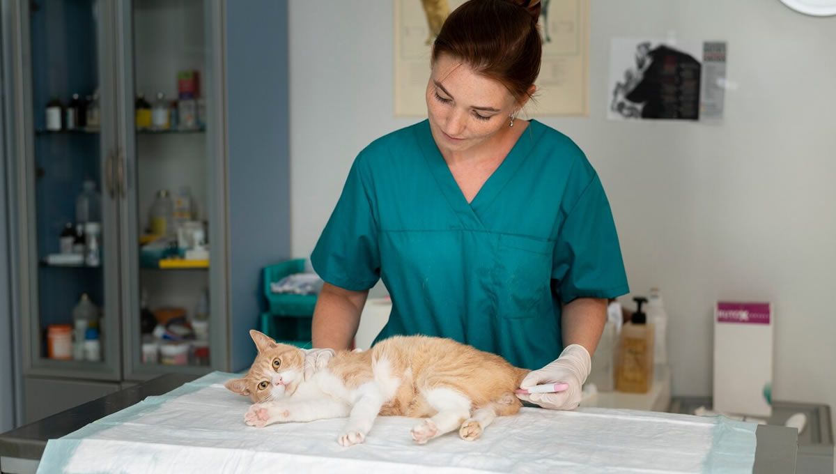 Mujer veterinaria cuidando de un gato