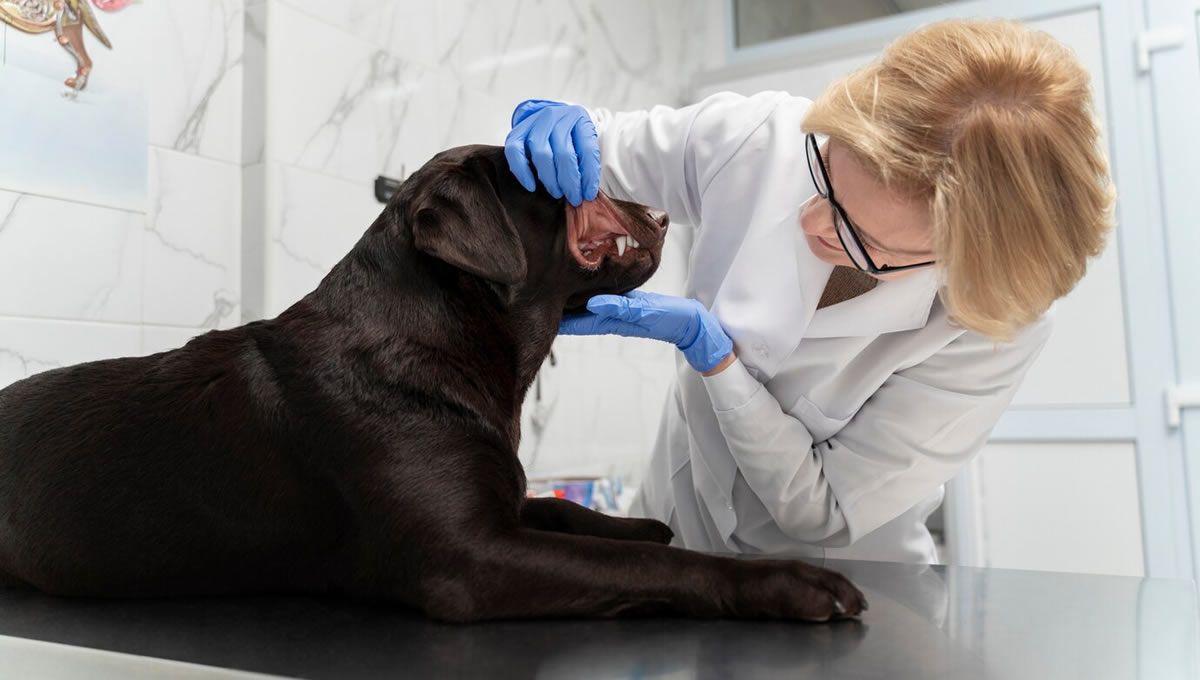 Revisión en el veterinario de un perro con melanoma oral sin tratamiento. (Foto: Freepik)