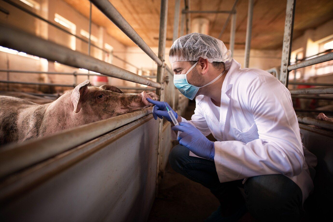 Veterinario de Europa dando antibióticos al ganado. (Foto: Freepik)