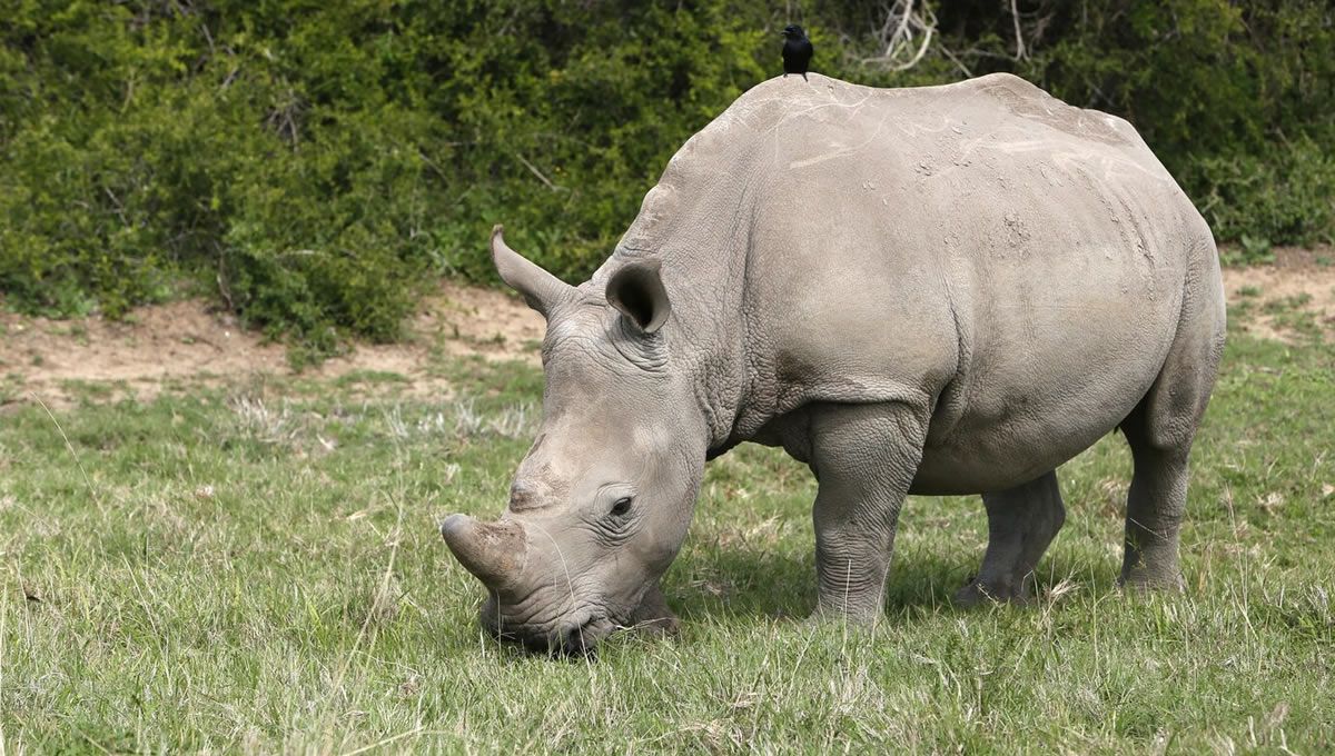 Rinoceronte, especie afectada por los delitos contra la vida silvestre. (Foto: Freepik)