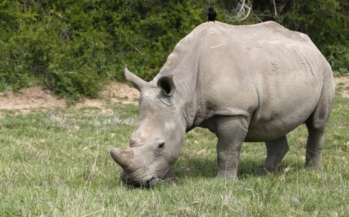 Los delitos contra la vida silvestre no cesan: un 29% de los rinocerontes están amenazados