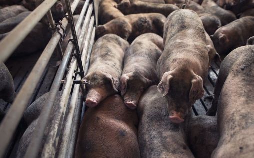 Comederos con insectos y cerdos con hernias: así es la granja del terror investigada en Burgos