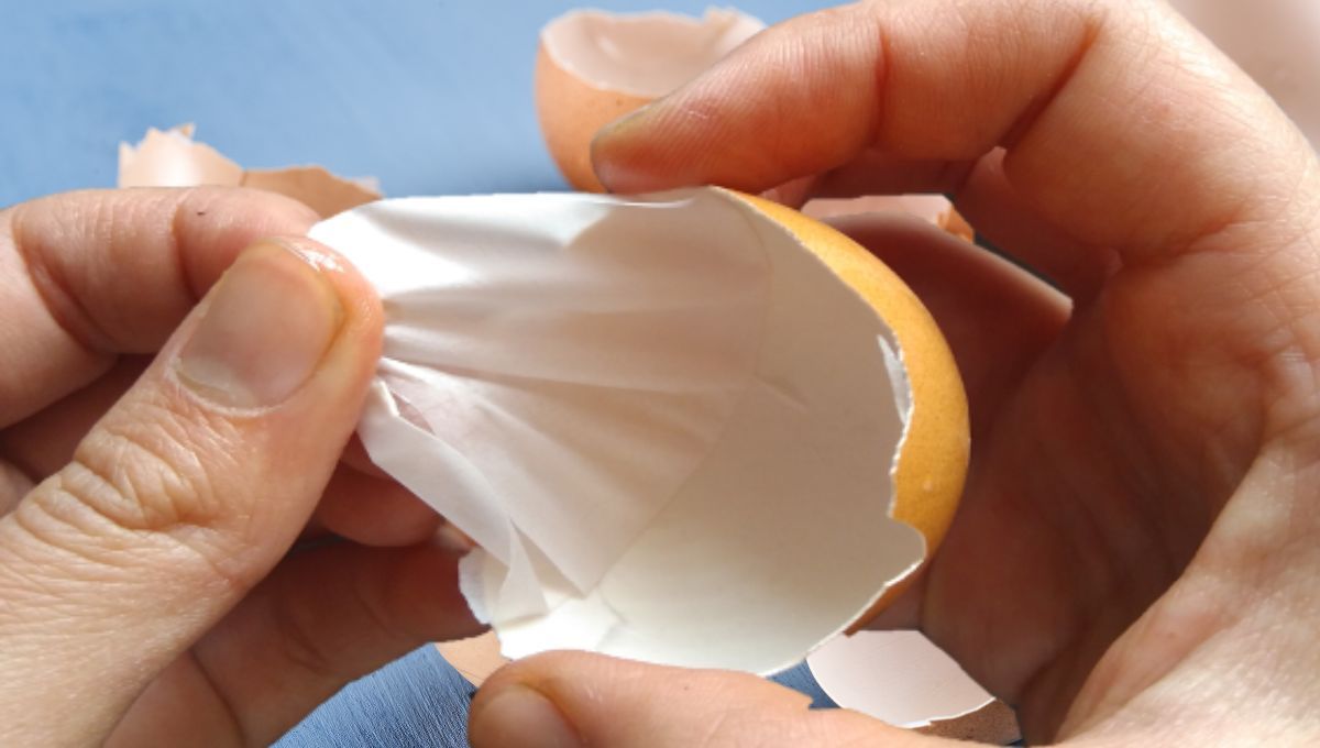 Membrana de la cascara de huevo (Montaje. Consalud)