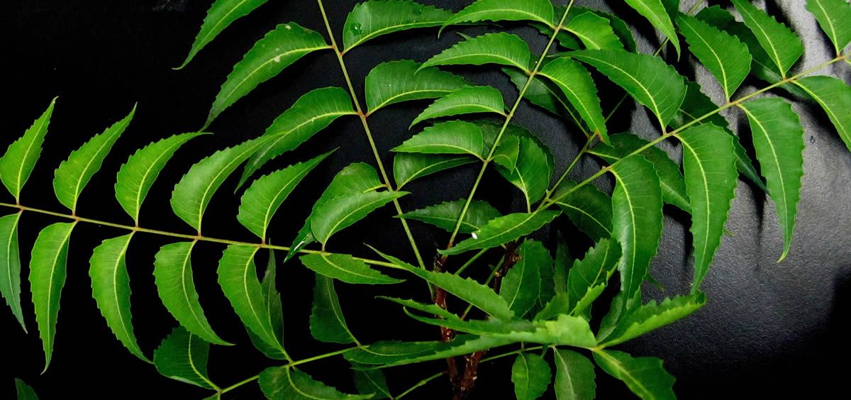 El neem es un potente antioxidante que neutraliza los radicales libres