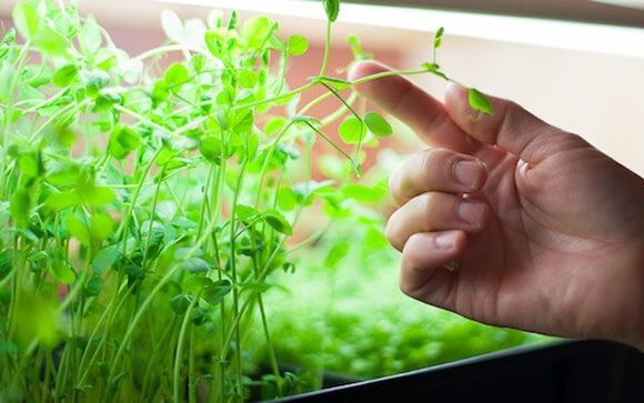  Microgreens, una tendencia alimentaria que beneficia a la salud