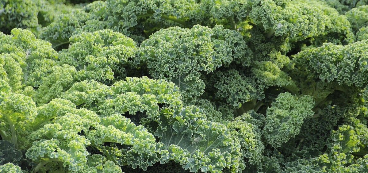 Kale (Foto. Pexels)