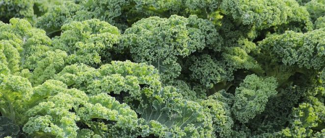 Kale (Foto. Pexels)