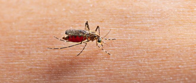 Algunos mosquitos son potenciales transmisores de enfermedades. (Foto. Freepik)