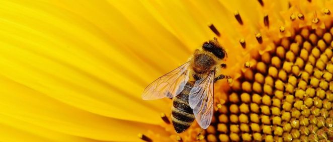 Apicia, la nueva firma de cosmética que aprovecha todo de las abejas y sus colmenas