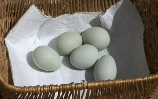 Los huevos azules y su verdad sobre el colesterol