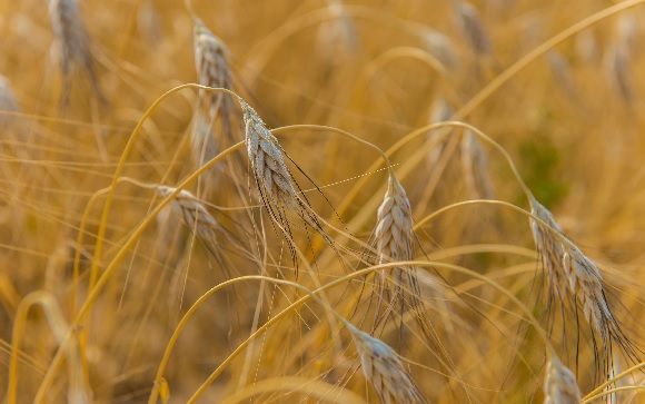 10 razones por las que consumir trigo