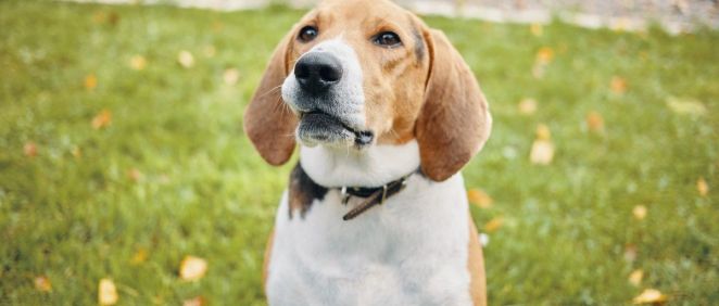 Perro de raza Beagle. (Foto. Freepik)