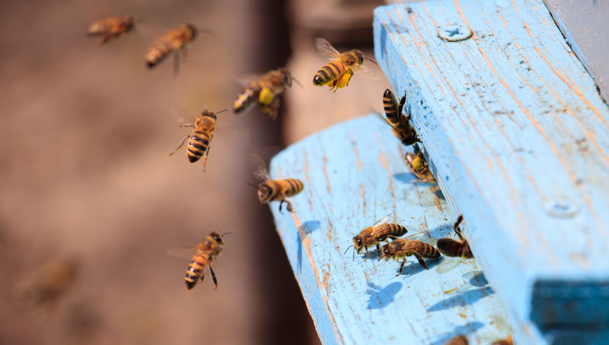Enjambre de abejas (Foto: Freepik)