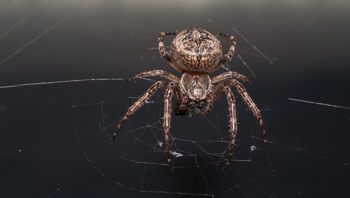 Una araña marrón en la telaraña (Foto: Freepik)