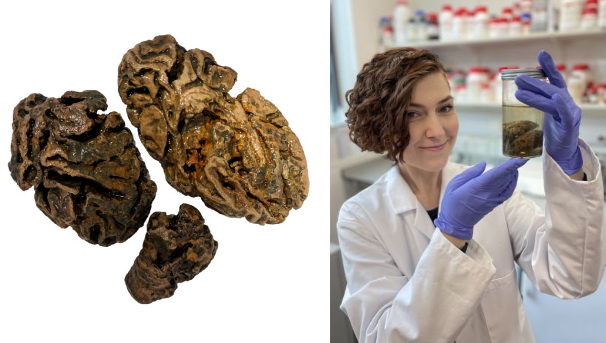 Alexandra Morton Hayward, investigadora de posgrado del Departamento de Ciencias de la Tierra, con cerebros humanos antiguos conservados (Foto. Fotomontaje Influcare)