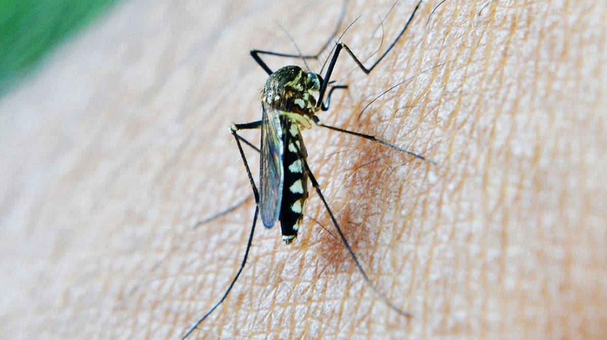 El virus del Zika se trasmite mediante mosquitos portadores y produce una enfermedad cuyos síntomas son dolores de cabeza leves, erupciones en la piel y fiebre.