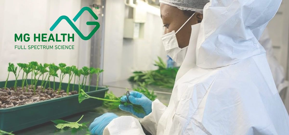 MG Health obtiene luz verde de la UE para exportar cannabis para uso medicinal