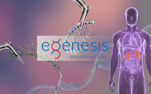 eGenesis, la compañía que está detrás del primer trasplante a un humano de un riñón de cerdo