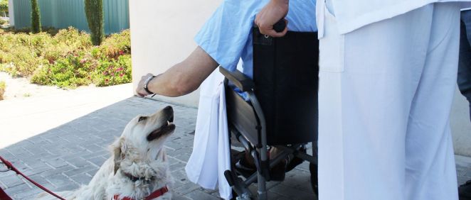 Ribera Salud crea un protocolo para permitir visitas de mascotas a los pacientes ingresados