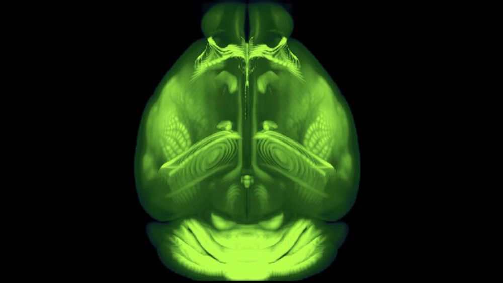 El cerebro de un ratón (Foto. Instituto Allen)