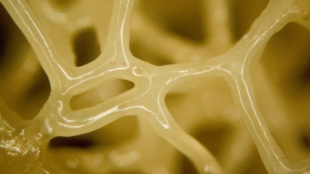 Material imprimible en 3D que imita tejidos biológicos (Foto. CU Denver)