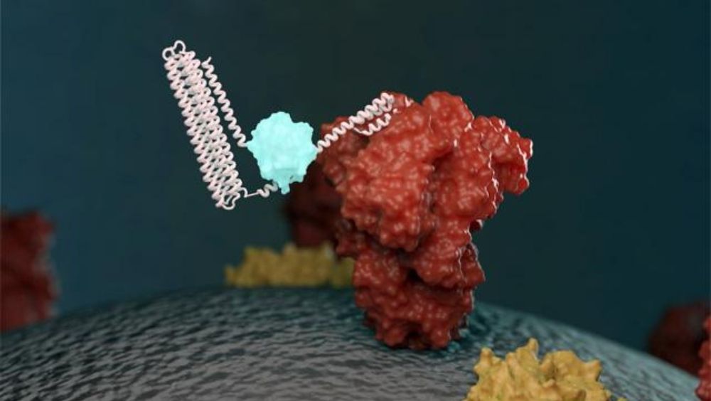 Nuevo biosensor que se une a una molécula objetivo y emite luz (Foto. Eurekalert)