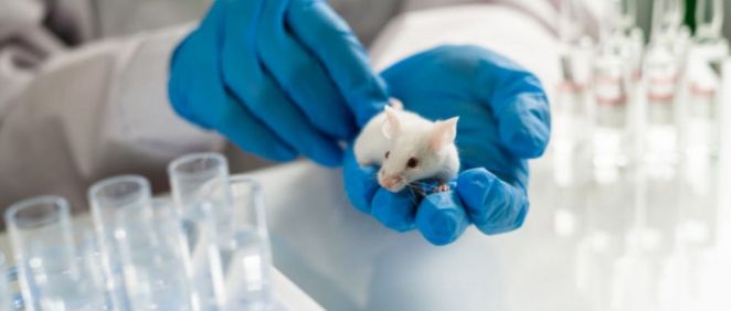 Científico analizando un ratón de laboratorio
