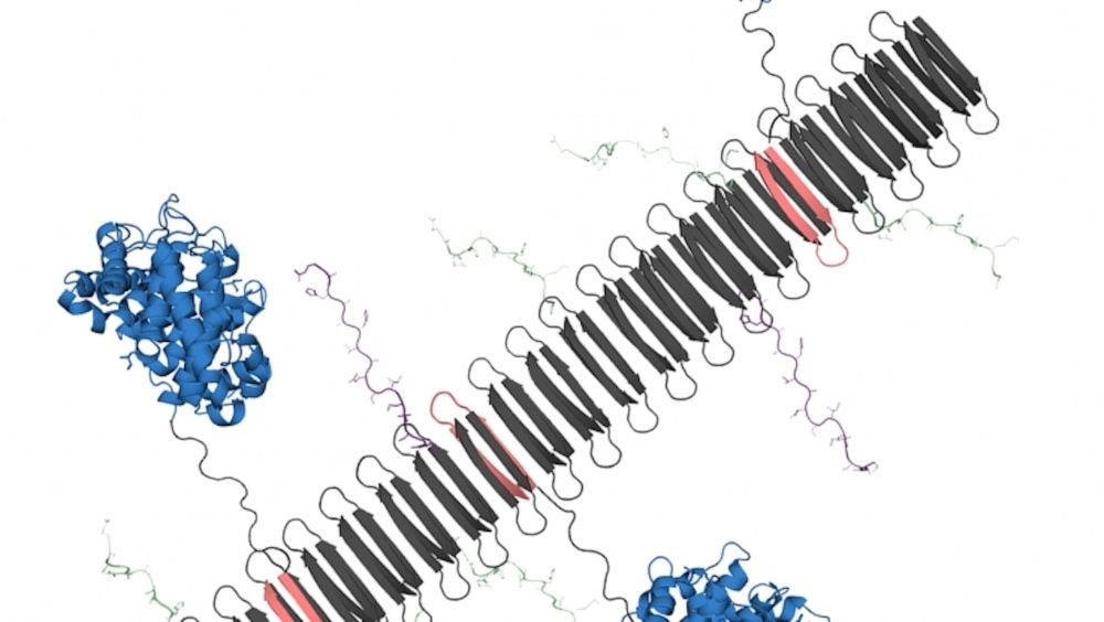 El gráfico muestra la nanofibra peptídica que lleva la proteína del complemento C3dg (azul) y los componentes clave de la proteína TNF (Foto: Chelsea Fries)