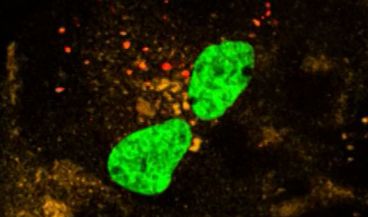 Idean una forma de seguir el ARN mensajero con fluorescencia para conocer la captación celular en humanos (Foto. Chalmers)