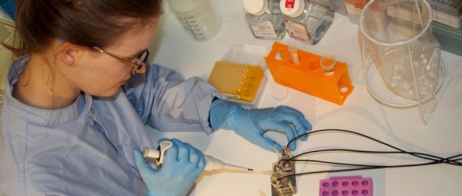 Isabelle Matthiesen, una de las investigadoras a cargo del estudio, prepara el chip cerebral para la prueba. (Foto. Saskia Ludwig. KTH Royal Institute of Technology en Estocolmo)