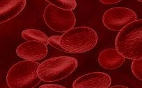 Un nuevo método permite mapear el flujo sanguíneo e incluso medir la velocidad de los glóbulos rojos (Foto. Freepik)
