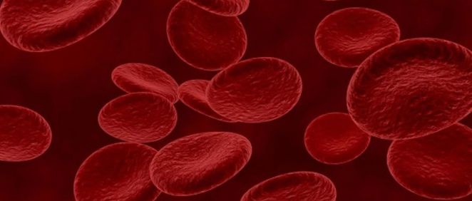 Un nuevo método permite mapear el flujo sanguíneo e incluso medir la velocidad de los glóbulos rojos (Foto. Freepik)