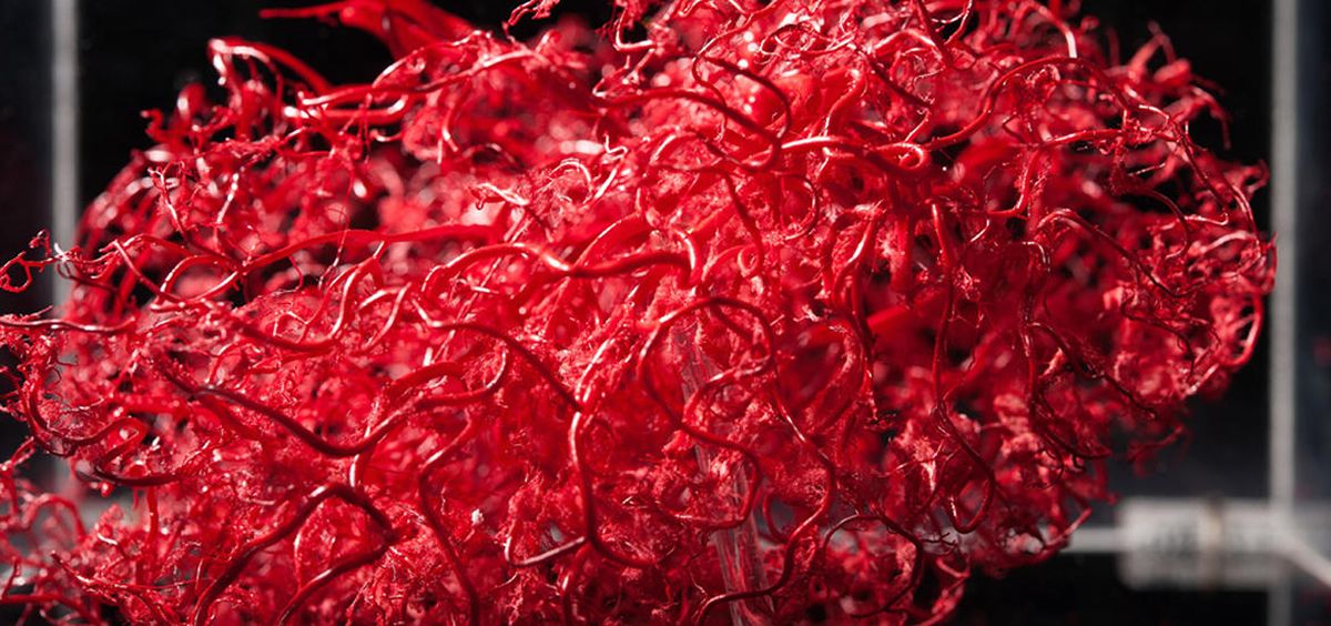 Vasos sanguíneos en 3D. (Foto. Freepik)