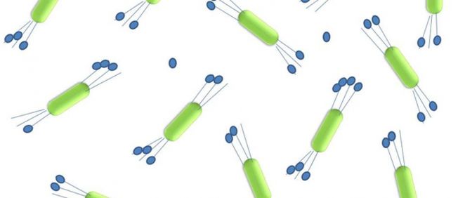 Esquema de nanocristales de celulosa que capturan fármacos quimioterapéuticos con sus extensiones peludas cargadas diseñadas (Foto. Instituto Terasaki)