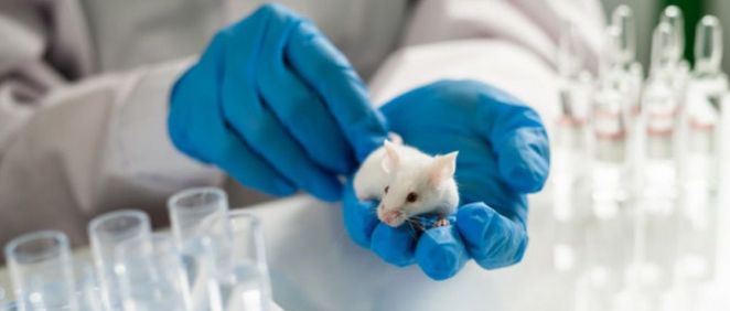 Investigación en ratones para mitigar dolor crónico (Foto. Freepik)
