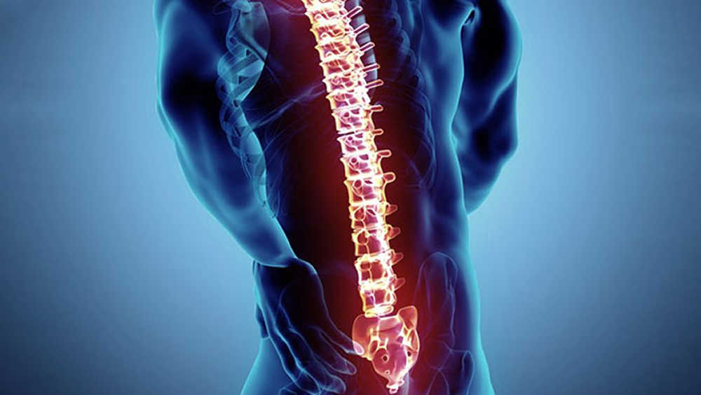 Columna vertebral (Foto. Pixabay)