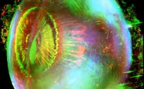 Imagen de un ojo humano en 3D clarificado y de alta resolución (Foto. Investigación 'Sondeo celular y molecular de órganos humanos intactos')