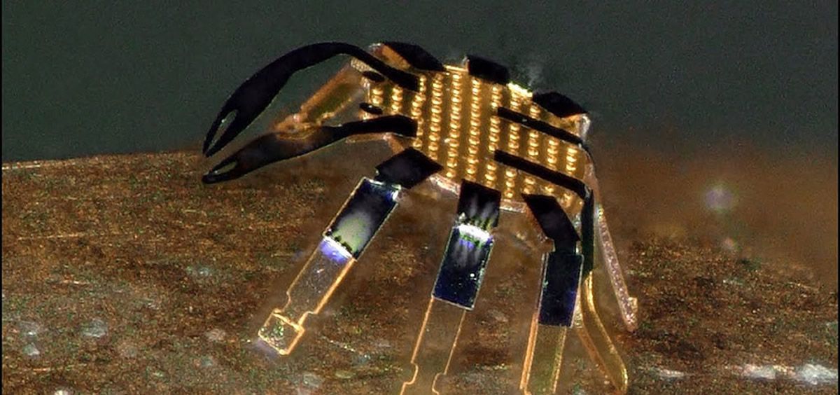 Este robot con forma de cangrejo podría ayudar en cirugías mínimamente invasivas (Foto. Universidad Northwestern)
