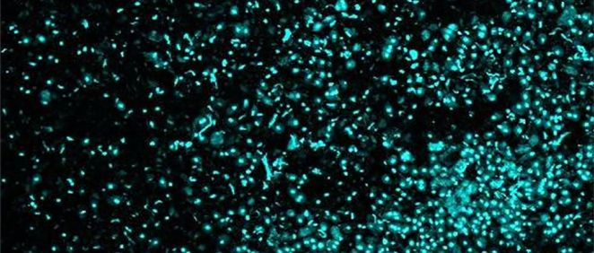 Disociación de células (Foto. Universidad de Brown)