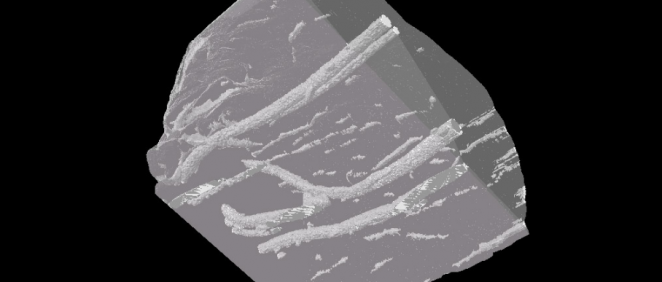El filamento visible en muestras de pollo, como se ve en una tomografía computarizada (Foto: Universidad RMIT)
