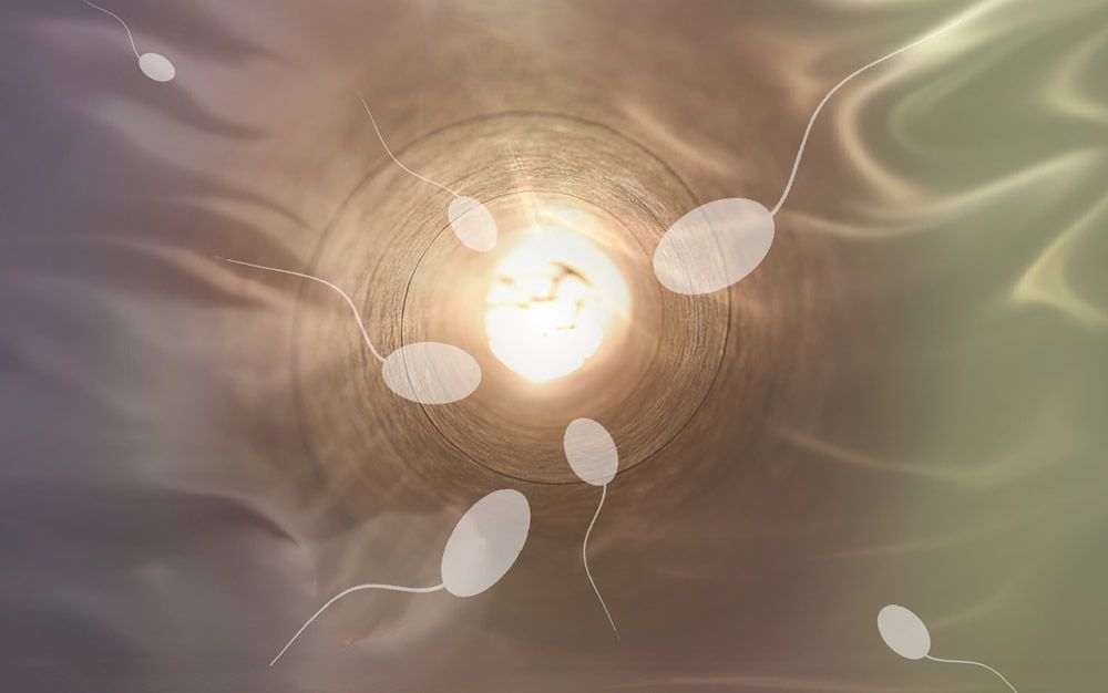 Hallan una molécula que podría ayudar a crear un anticonceptivo masculino (Foto. Pixabay)