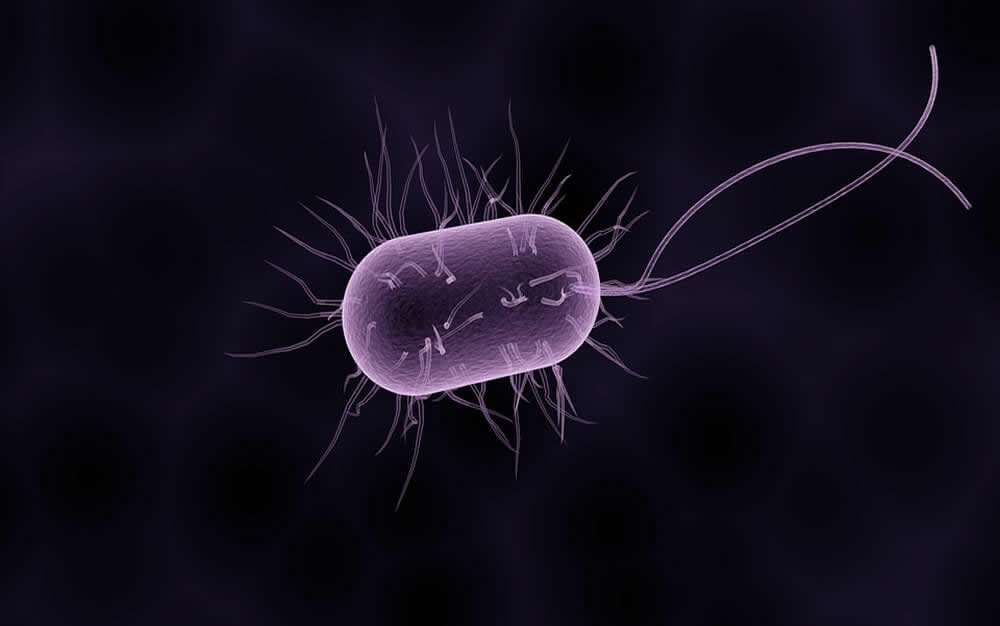 Bacteria. 