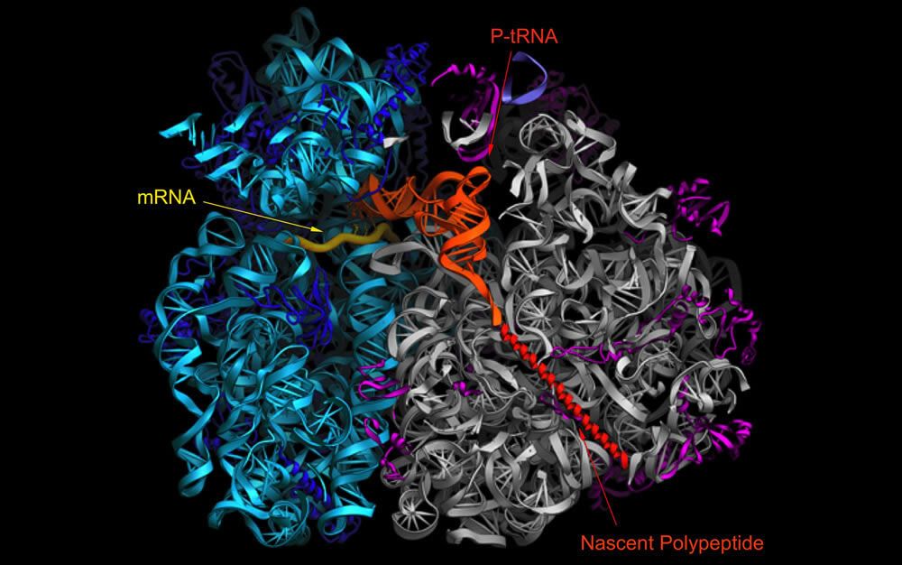 Representación del proceso de creación de proteínas ocurrido en el ribosoma.
