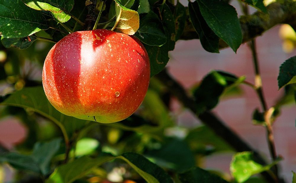 Investigadores españoles regeneran hueso y cartílago con residuos de manzana