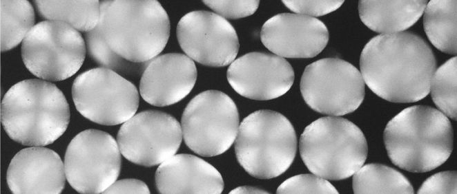 Partículas de hidrogel cargadas con cristales de pembrolizumab (Foto: investigadores)