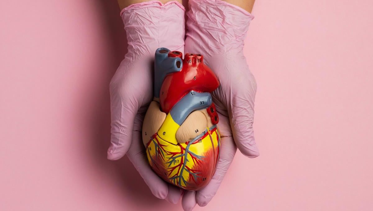 Investigador porta en sus manos un modelo de corazón (FOTO: Freepik)