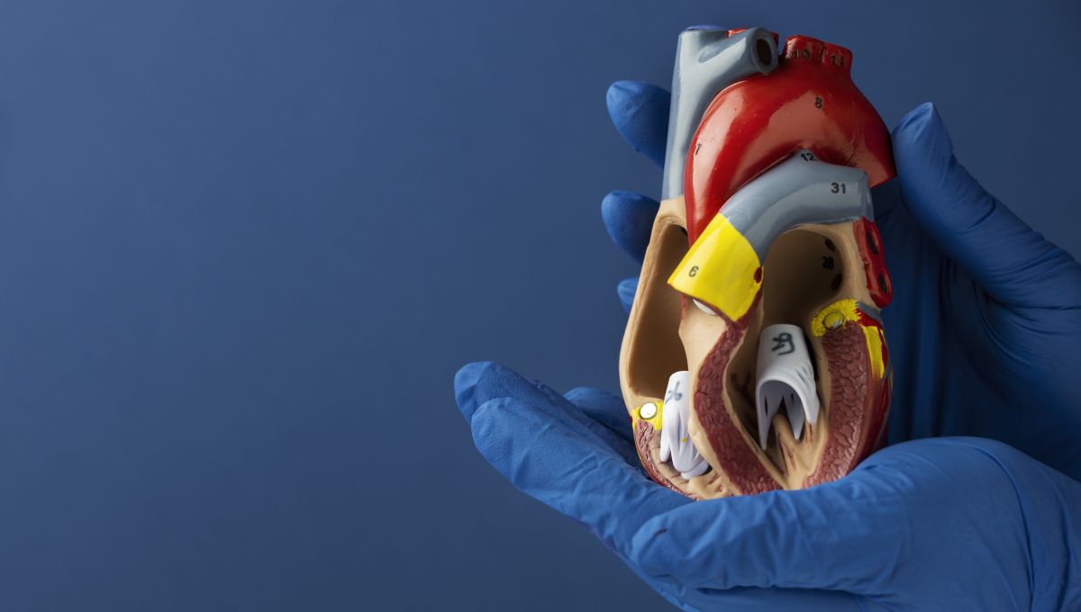 Modelo de corazón humano (Foto. Freepik)