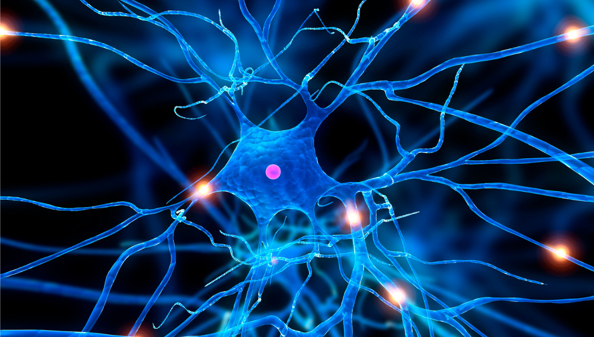 Celulas nerviosas y dispositivos para su tratamiento (Foto. Canva)